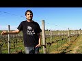 VIÑA PROGRESO wines of Uruguay - Gabriel Pisano HD
