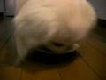 ぱこたん、ミニぱこ食う