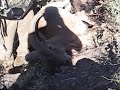 Aoudad Hunt Oct 2007
