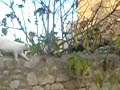 miolement bizard de \"chats\"