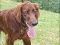Diefenbaker irish setter