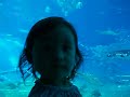 Largest Aquarium in the world - Churaumi - Okinawa