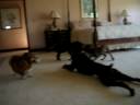 Big mean dogs attack corgi for toy!!!!
