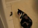 Cat & Mouse II Cat & Mouse II