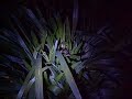 Spiders In The Night Spiders In The Night