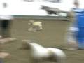 videos de Baby Mini Horse On The Loose