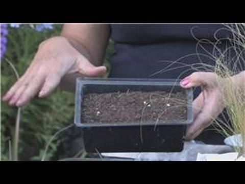 how to fertilize pampas grass