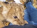 Baby Lions in Maine!!! - DEW Animal Kingdom Mt. Vernon Maine Baby Lions in Maine!!! - DEW Animal Kingdom Mt. Vernon Maine