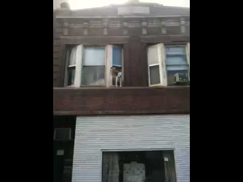 Guard dogs almost hanging out a second story window in Chicago