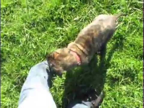 AKC Apricot Brindle Female,Ashley/Greco, Semper Fi
