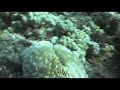 Molokini Frogfish Scuba dive Molokini Frogfish Scuba dive