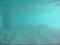 Sharks In The Maldives Need Volume