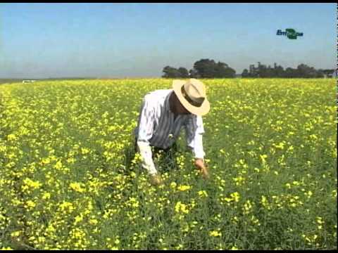 canola - A canola é a terceira oleaginosa em importância econômica no mundo e o cultivo no Brasil está se desenvolvendo rapidamente nos últimos anos. A canola pode au...