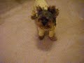mybabygirlbiiru-Pajama Fashion Show.AVI