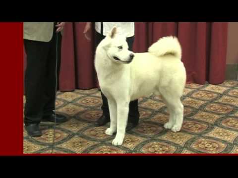 grand national results