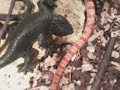 Meine hübschen Kornnattern nach dem fressen :) (cornsnake)