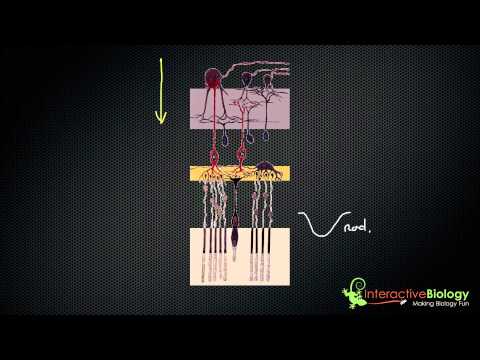 Retina - http://www.interactive-biology.com - In this episode, I talk about the visual processing that happens in the retina, starting with the rods and cones, going ...
