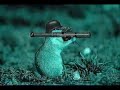 Hamster danseur Hamster danseur