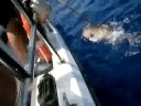 Israel:MoniLevy:Amberjack29:2of2