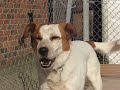 Ben @ RSPCA Derby and District - Rehomed - Thank you!