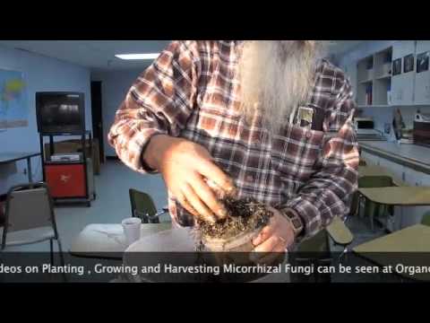 how to harvest mycorrhizae