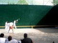 Torneo de Fronto en Cuajimalpa!!  Chacal y Momo VS Chutch y Calo.