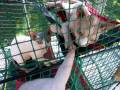 Junipurr Lily and Rosie Rosebud Play in the Kitty Kabana