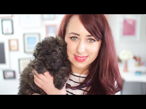 how to care for a puppy uk