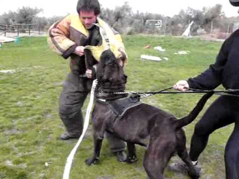 bandog