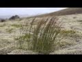 Lovebirds feat. Stee Downes - Want You In My Soul (video edit)