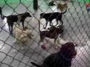 Large dogs playing Large dogs playing