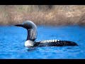 Loons (or Divers) of Oklahoma Loons (or Divers) of Oklahoma