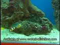 Marine Aquarium Advice Selecting Fish (Full) Marine Aquarium Advice Selecting Fish (Full)