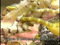 Marine-Aquarium-Advi