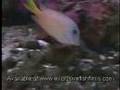 Marine Aquarium Advice Selecting Fish (Full)