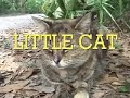 BIG CAT / LITTLE CAT (Producers cut)