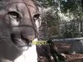 BIG CAT / LITTLE CAT (Producers cut)