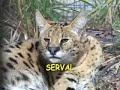 BIG CAT / LITTLE CAT (Producers cut)