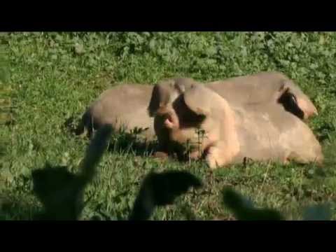 gochu -