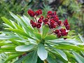 Vandra p� Teneriffa