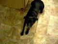videos de my dog talking 001.AVI