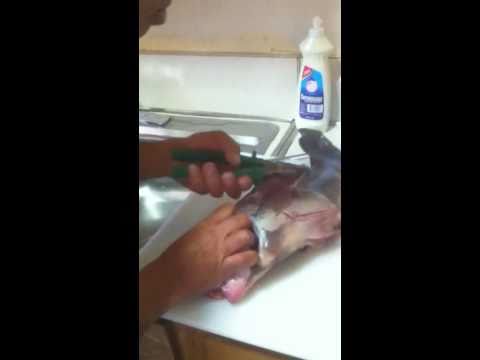 how to bleed luderick