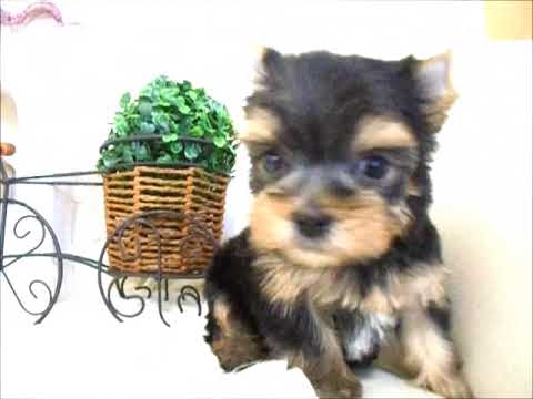 YouTube Preview Image