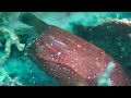 Lembeh