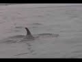 Dolphin Encounter Baja