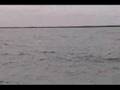Dolphin Encounter Baja