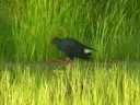Purperkoet- Purper Gallinule