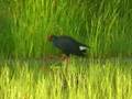 Purperkoet- Purper Gallinule