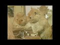 Watch 'Walter Potter's works of anthropomorphic taxidermy'