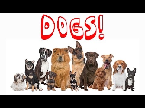 Dogs ★DSSC★ (David Spates) - 4K Sony FDR - AX100